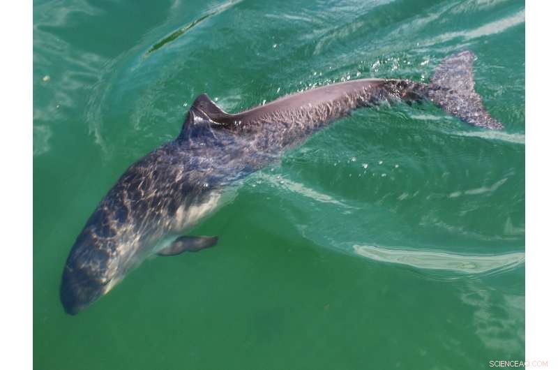 Scientists Discover Porpoise Forehead Tissue Adaptation for Precise Sonar Navigation