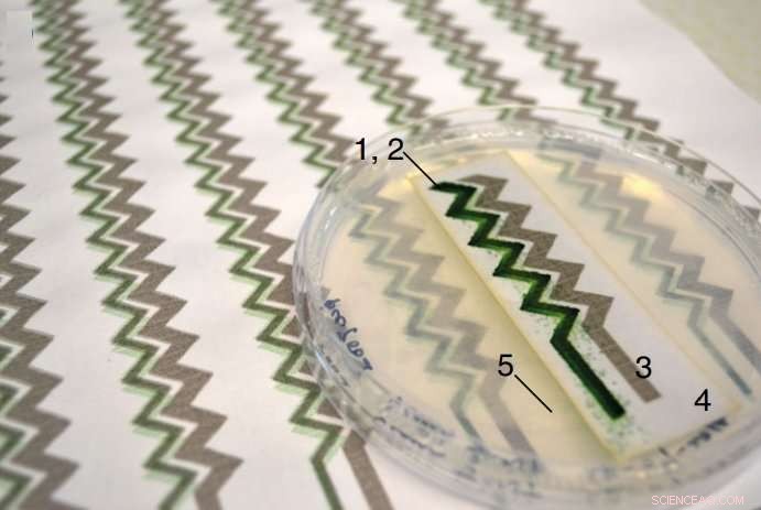 Printed Cyanobacteria: A New Bio‑Energy Solution for Low‑Power Electronics
