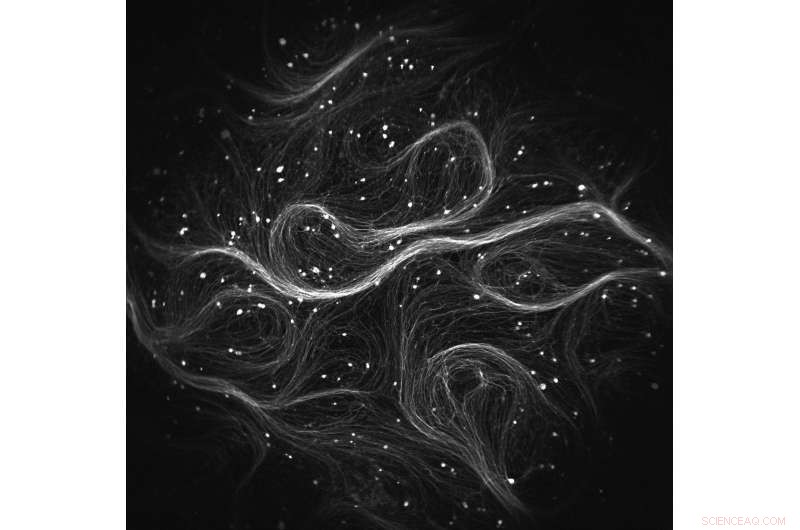 Revolutionary Firefly Microscope Accelerates Multi-Neuron Optogenetics Research