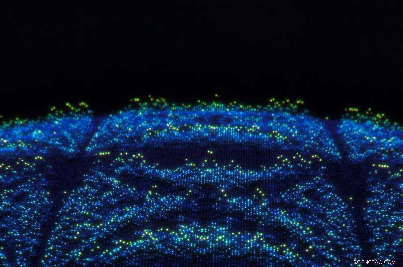 Quantum Simulation Reveals Butterfly Effect