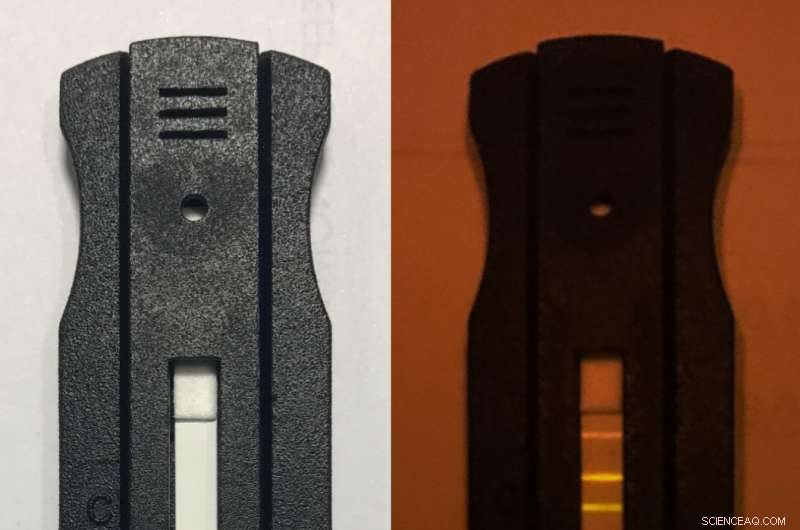 Cornell Team Develops Rapid, Low-Cost Test for Detecting Vitamin A and Iron Deficiencies