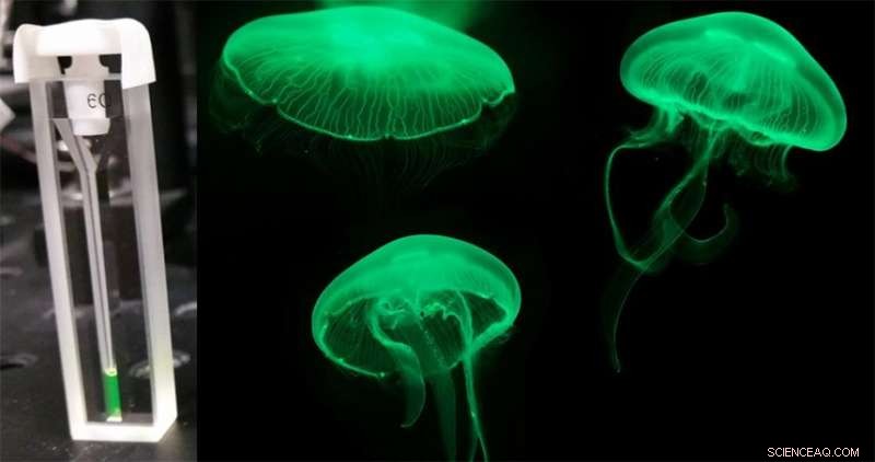 Quantum Biology: Experiment Reveals Quantum Effects in Living Organisms