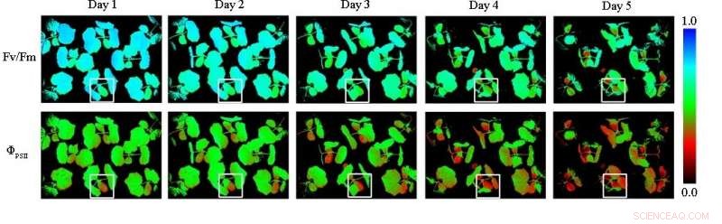 Advanced Fluorescence Imaging System Reveals Plant Health by Monitoring Photosynthesis