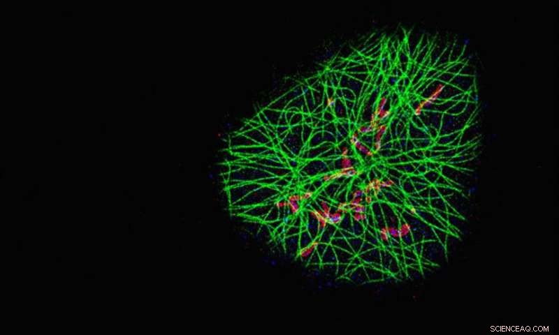 Revolutionizing Cell Biology: SDC‑PAINT Enables Single‑Molecule Imaging Across Entire Cells