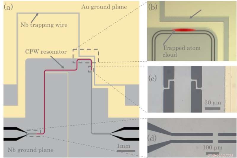 Quantum Coupling: Bridging Superconductors and Atomic Systems