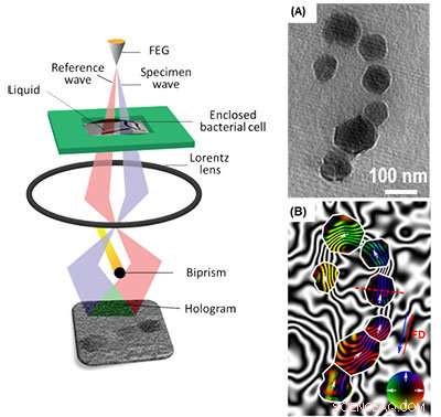 First‑Ever Magnetic Field Mapping of Bacterial Cells and Nanoparticles via Off‑Axis Electron Holography