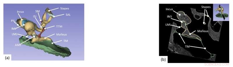 Advanced Imaging Illuminates Both Bone and Soft Tissue for Researchers