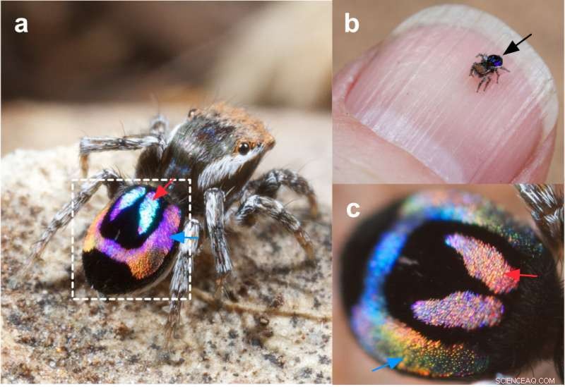 How Peacock Spiders  Tiny Rainbows Could Revolutionize Optical Tech