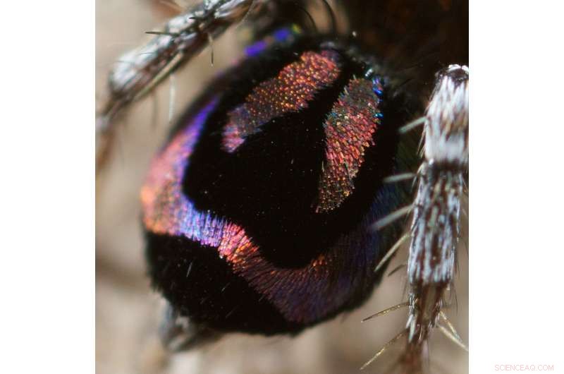 How Peacock Spiders  Tiny Rainbows Could Revolutionize Optical Tech