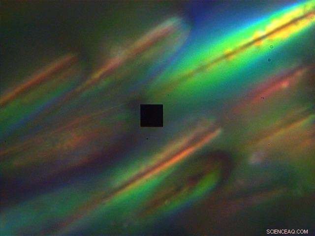 How Peacock Spiders  Tiny Rainbows Could Revolutionize Optical Tech