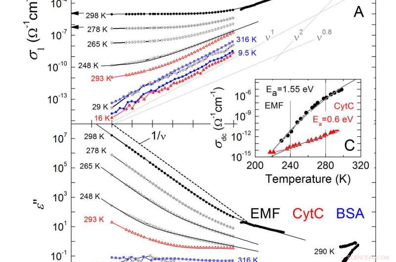 Advancing Biomaterial Science: Solid‑State Physics Illuminates Dielectric Properties
