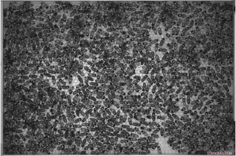 Automated Tracking Reveals Rapid Communication Networks in Honey Bee Colonies