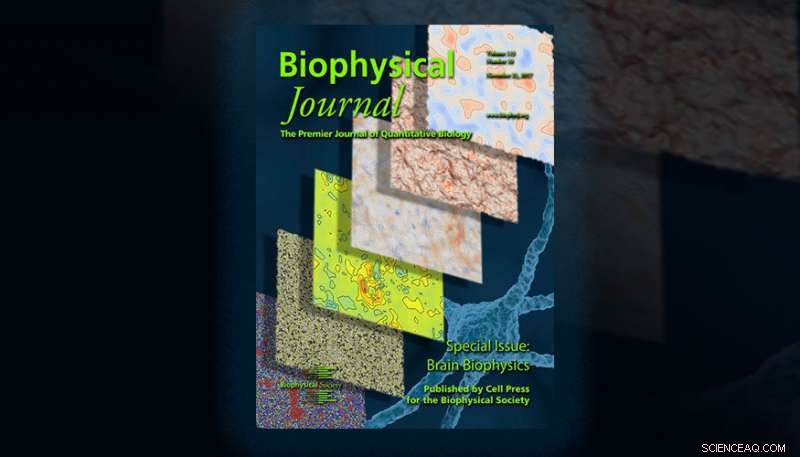 Scientists Unveil New Insights into Cell Membrane Dynamics