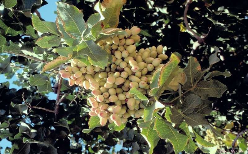 How Pistachio Trees Synchronize Blooming: Using the Ising Model to Understand Ecological Timing