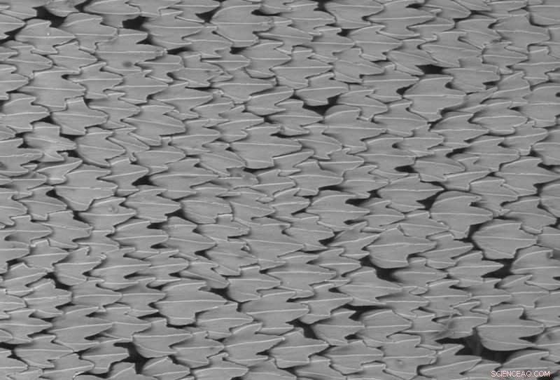 Shark Skin Scales Revolutionize Aerodynamics for Drones, Planes & Wind Turbines