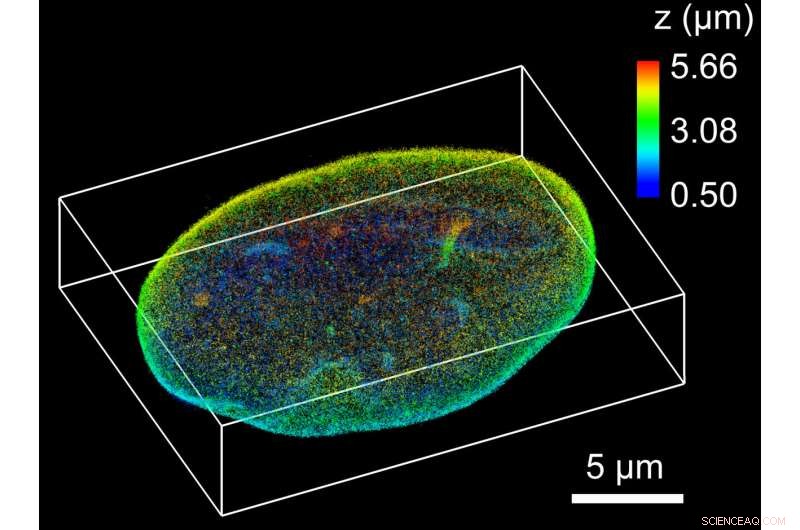 Unveiling Nanoscale Details in Mammalian Cells