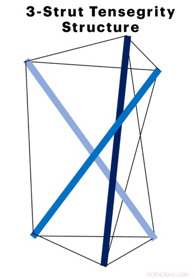 Unveiling Life’s Blueprint: Computer Modeling of Protein Tensegrity Structures