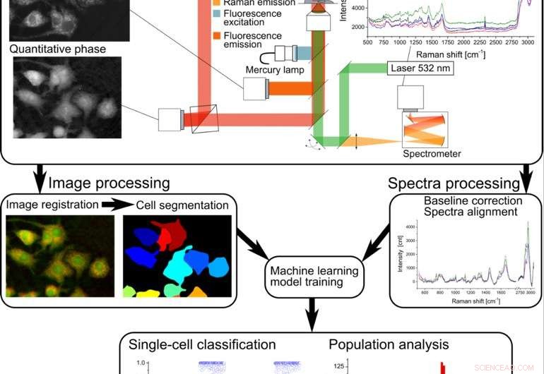 Unveiling Single‑Cell Activation with Multi‑Modal Optical Measurements—No Contrast Agent Needed