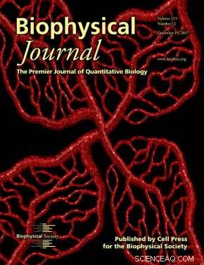 Red Blood Cell Dynamics in Microvascular Networks: A Comprehensive Overview