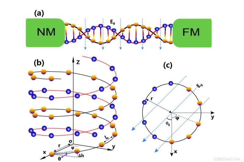 Thermally Induced Spin Currents in DNA: A Novel Spintronic Mechanism