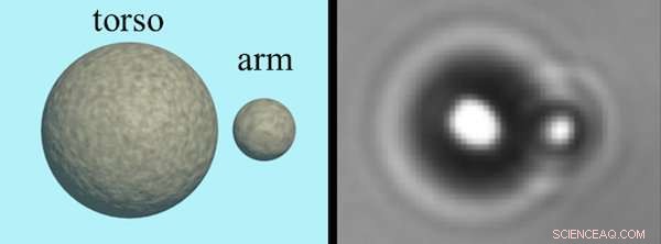 Microscopic Magnetic Swimmers: Scientists Engineer Tiny Life‑Like Robots Using Field Control