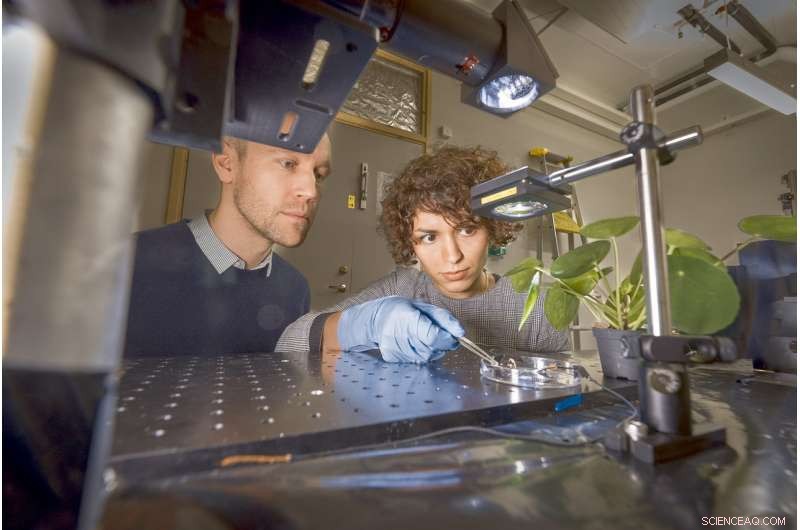 Harnessing Light Fluctuations to Generate Clean Energy