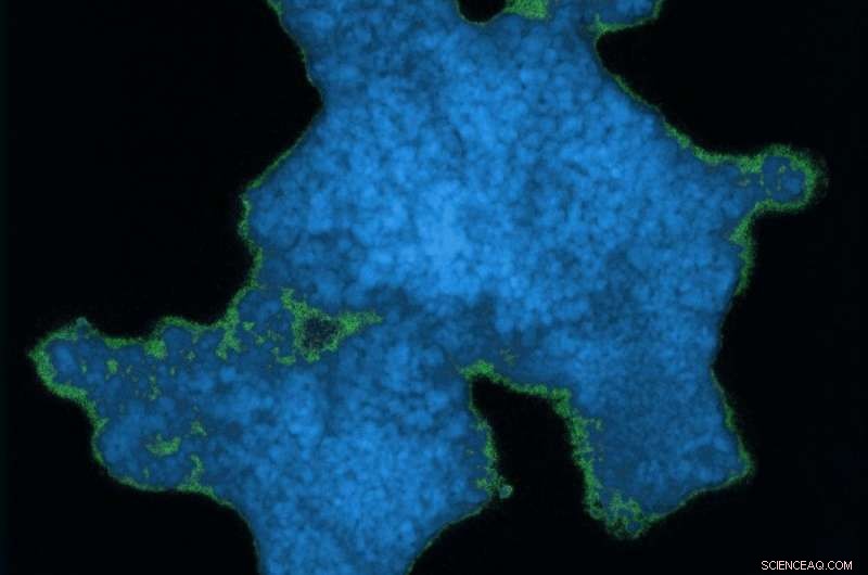 Engineered Meshes: Cross‑Linked Titania Nanoparticles with Boron Clusters