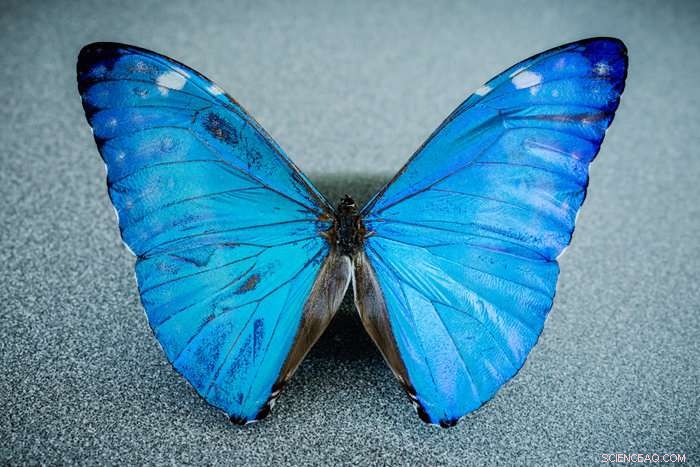 Butterfly‑Inspired Camera Enhances Image‑Guided Cancer Surgery