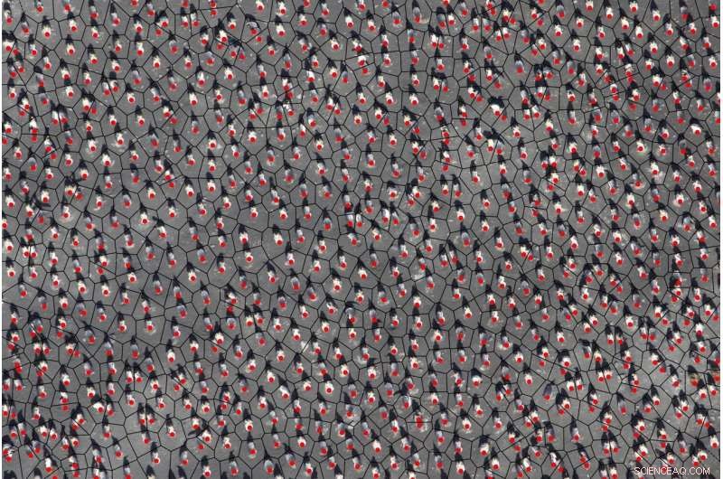 King Penguin Colonies Behave Like Fluids: New Study Reveals