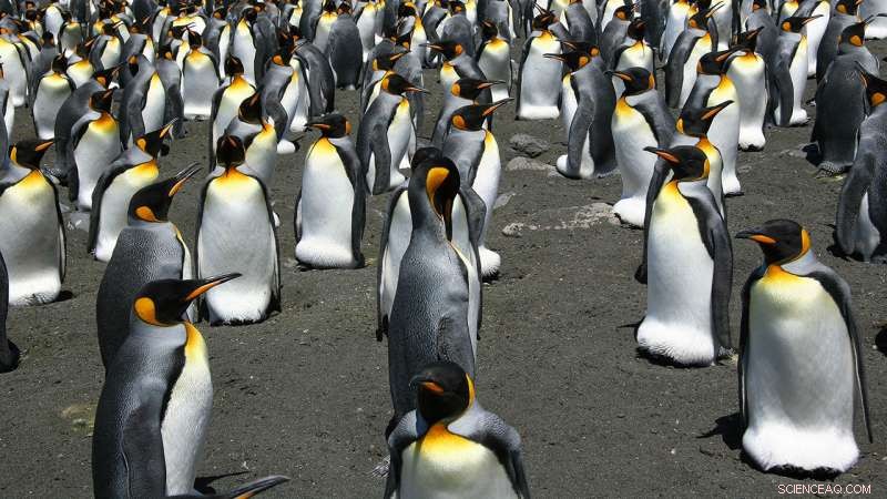 King Penguin Colonies Behave Like Fluids: New Study Reveals