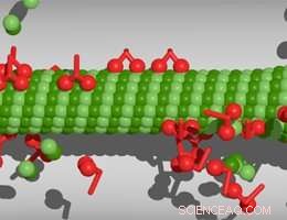 Understanding Microtubule Dynamics: How Lengths Respond to Cellular Conditions