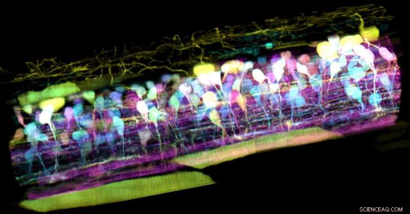 Revolutionary Microscope Produces High-Resolution 3‑D Cellular Movies Inside Living Organisms