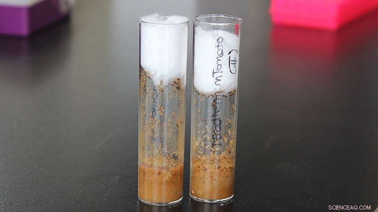 Scientists Reveal Scarring‑Free Healing Mechanism in Fruit Fly Embryos