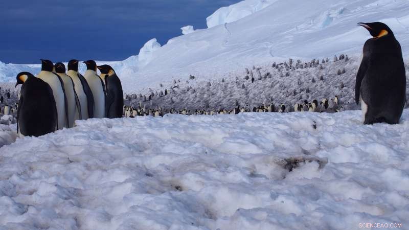 Scientists Track Emperor Penguin Foraging Success with Time‑Lapse Video