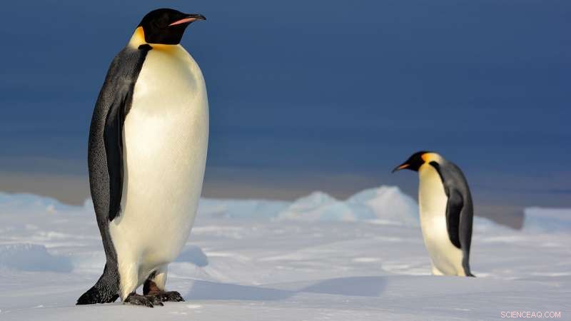 Scientists Track Emperor Penguin Foraging Success with Time‑Lapse Video