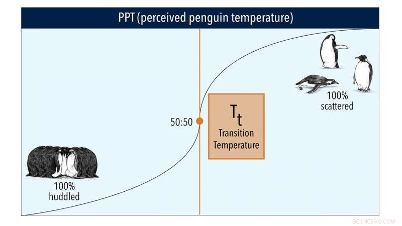 Scientists Track Emperor Penguin Foraging Success with Time‑Lapse Video