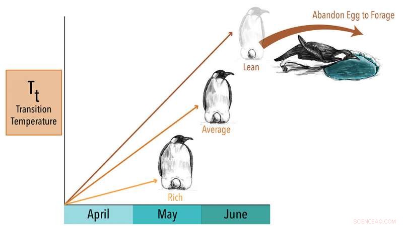 Scientists Track Emperor Penguin Foraging Success with Time‑Lapse Video