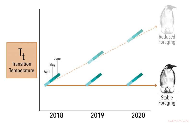 Scientists Track Emperor Penguin Foraging Success with Time‑Lapse Video