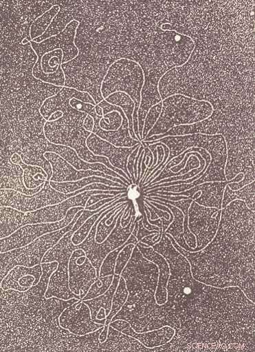 How Viral Infections Work: The Physics Behind DNA Injection