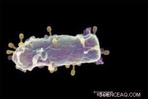 How Viral Infections Work: The Physics Behind DNA Injection