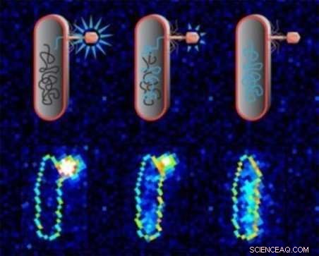 How Viral Infections Work: The Physics Behind DNA Injection