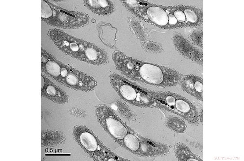 Dynamic Magnetic Fields Halt Ice Nucleation, Preventing Freezer Burn