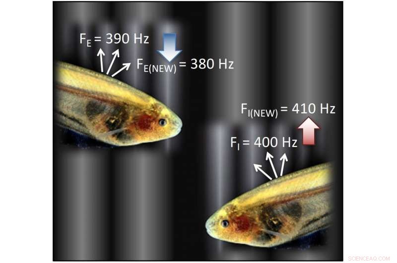 Optimizing Limited Bandwidth: Lessons from Cave‑Dwelling Fish