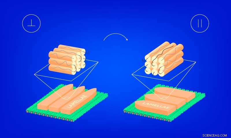 New Liquid‑Crystal Orientation Method Promises Wider Viewing Angles for LCDs