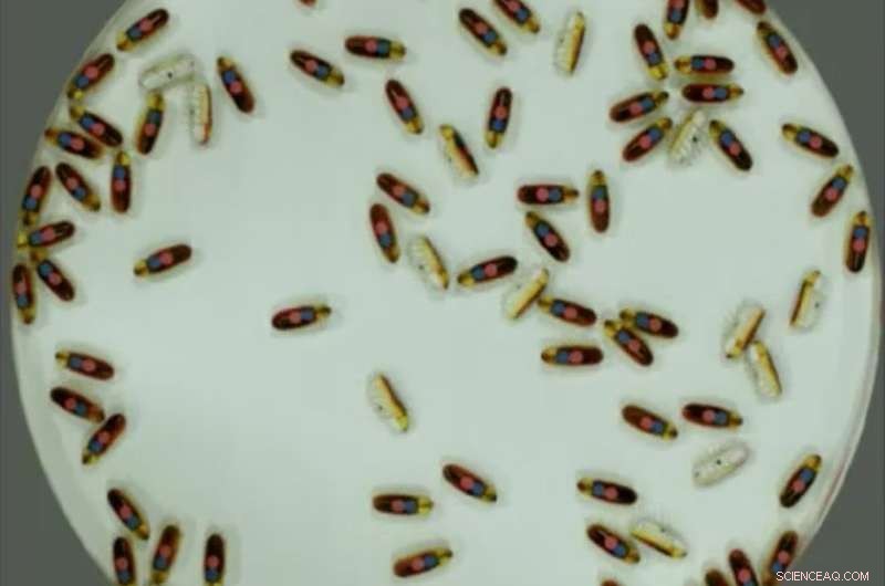 Tiny Self-Propelled Robots Collaborate to Move a Corral—Insights into Collective Robotics