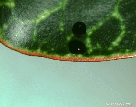 Innovative Theory Unveils Complex Dynamics of Splashing Droplets