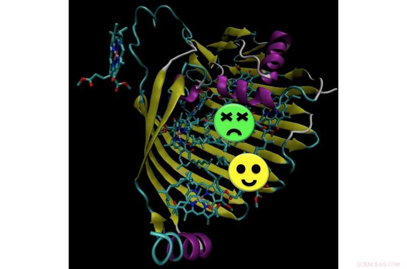 Revealing Quantum Coherence in Photosynthesis: New Experimental Insights