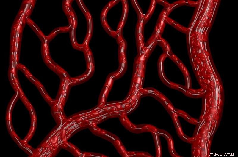 Why Blood Cells Avoid Certain Vessels: Unraveling Disproportionate Blood Flow
