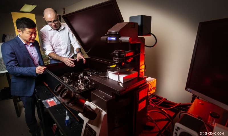 Fluorescent Nanoparticles Provide Real‑Time Insights into Cellular Dysfunction