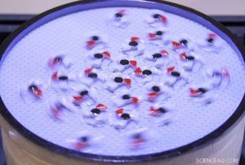 The Science Behind Bird Flocks: How Birds Coordinate Flight